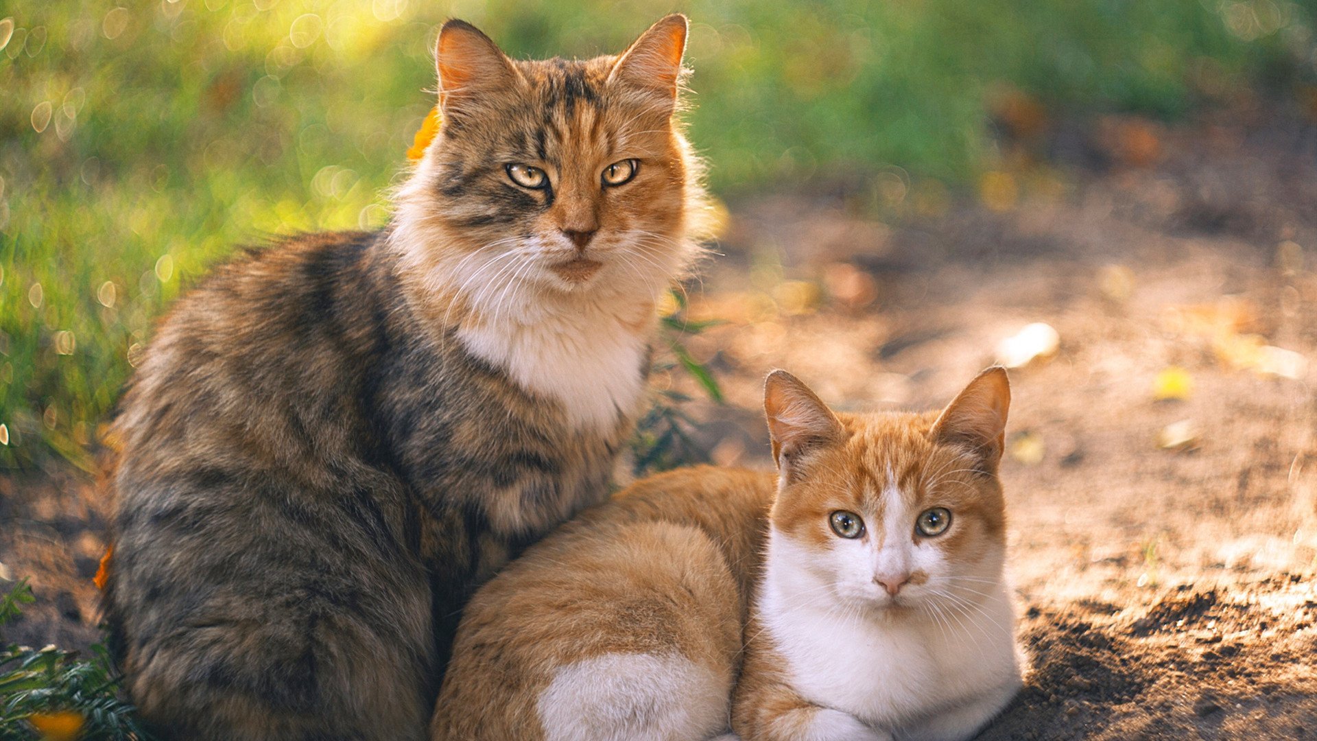 征服芝加哥之夜,班凯罗如何将联合中心化为帝国末路?