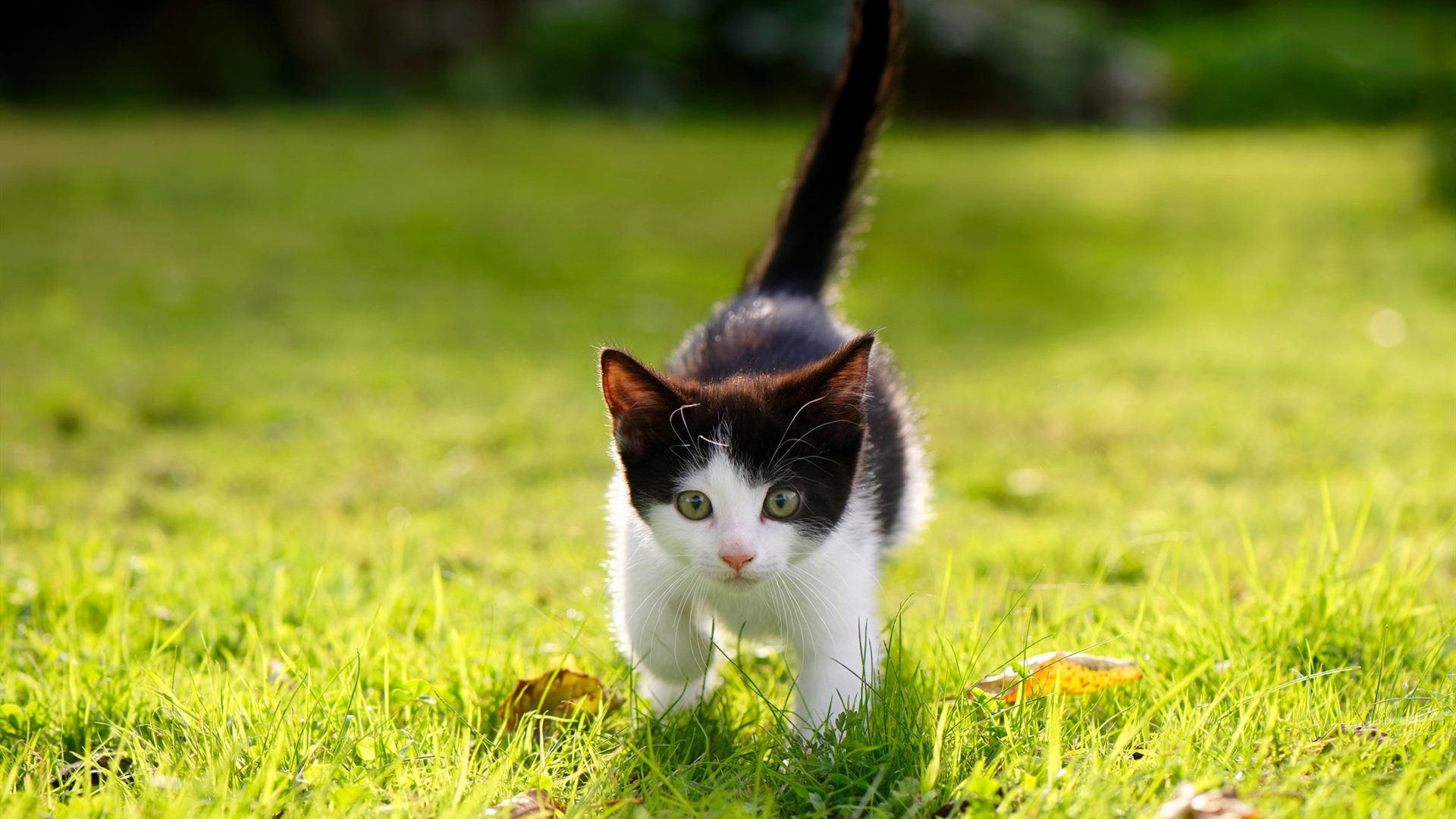 猎鹰之夜,西亚卡姆撕碎亚特兰大的翅膀