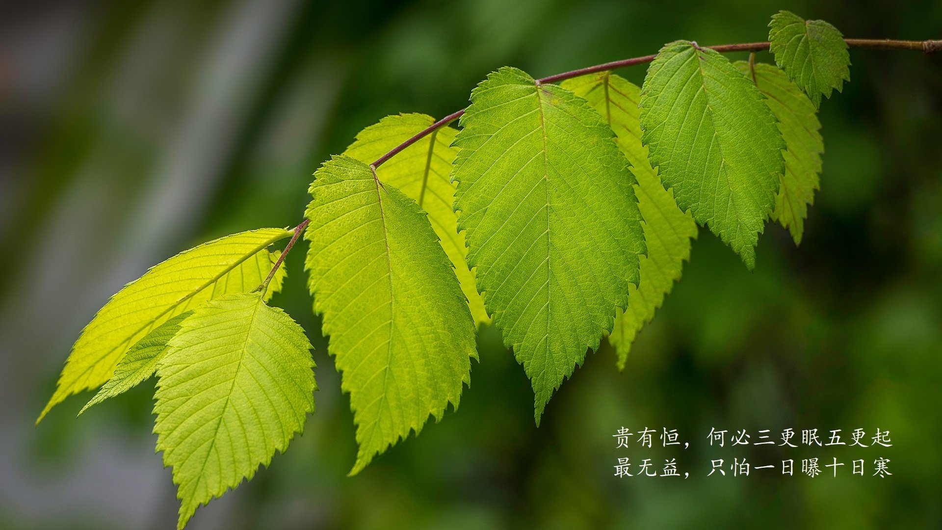 控球为王，2026世界杯四分之一决赛，登贝莱的传球牢笼与奥地利对尼日利亚的绝对碾压